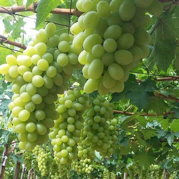 Cây giống nho xanh ninh thuận trái dài