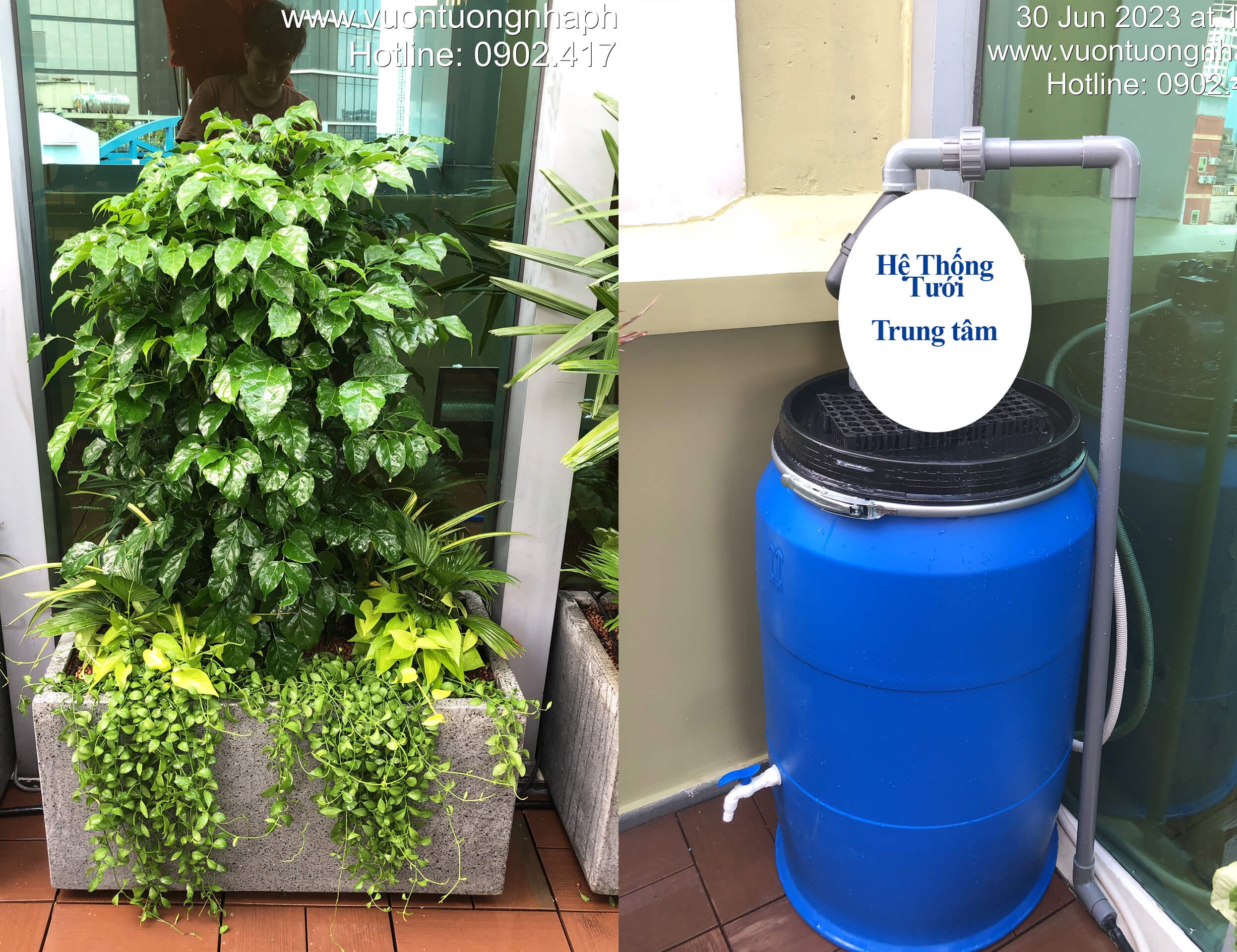Chậu Đá Mài Cây Xanh Ban Công size lớn gồm Chậu, cây xanh, đất trồng và phân bón với thời gian bảo hành 2 tháng