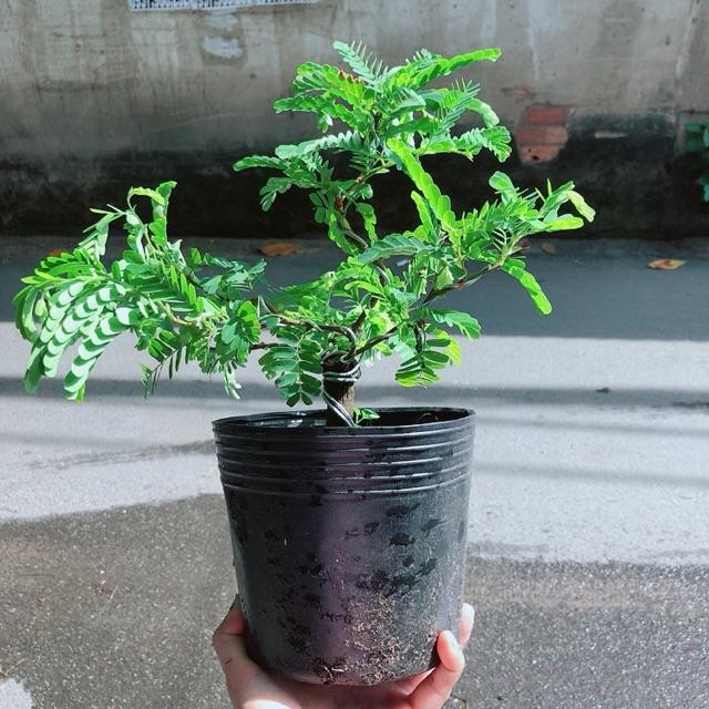 Cây Me Bonsai