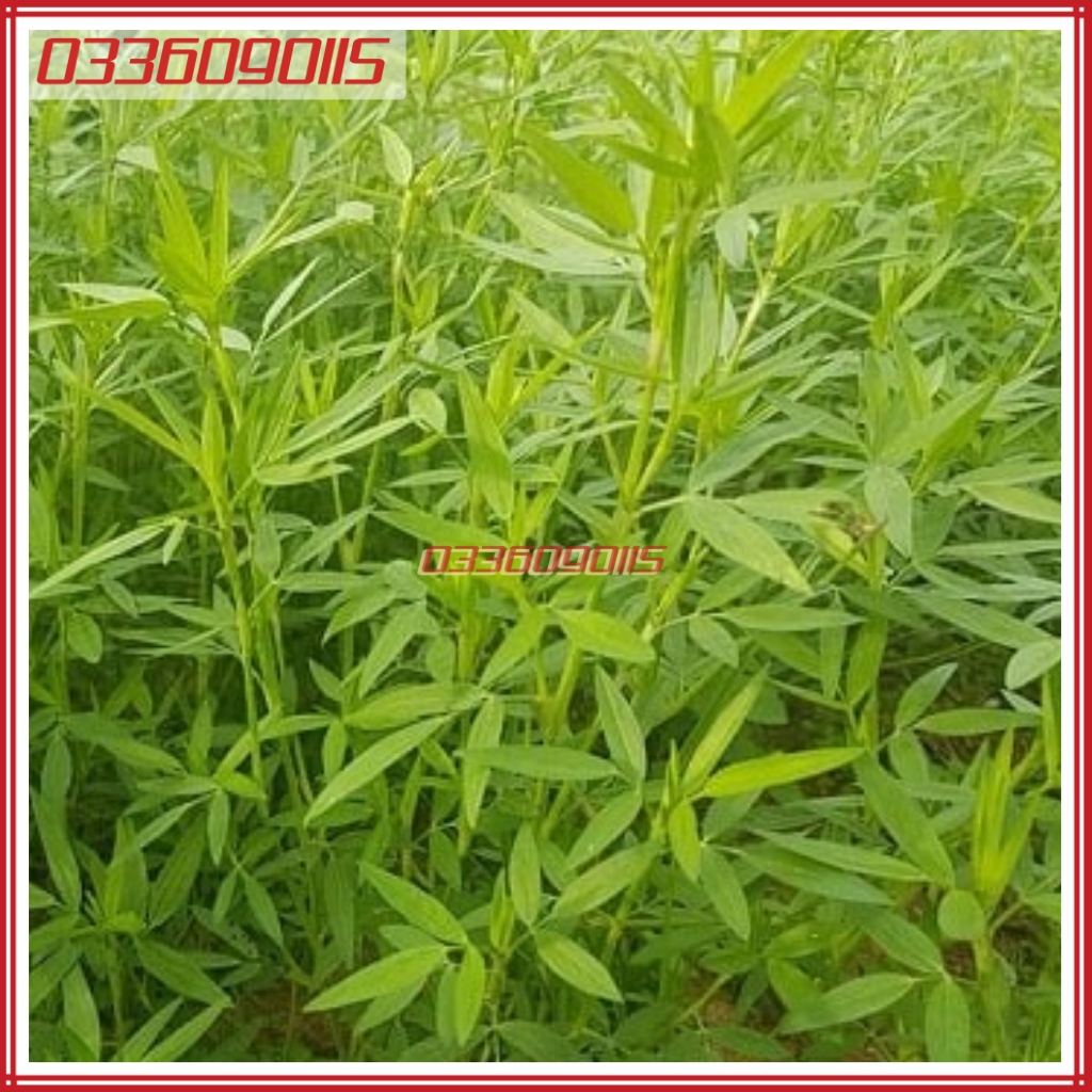 500g Hạt giống cỏ đậu stylo giàu dinh dưỡng dùng cho chăn nuôi - Hạt giống cỏ chăn nuôi loại 1