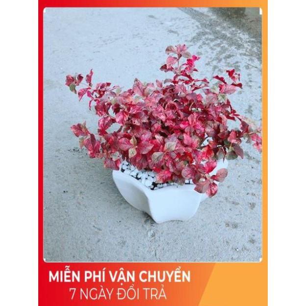 Chậu Ruby Đỏ
