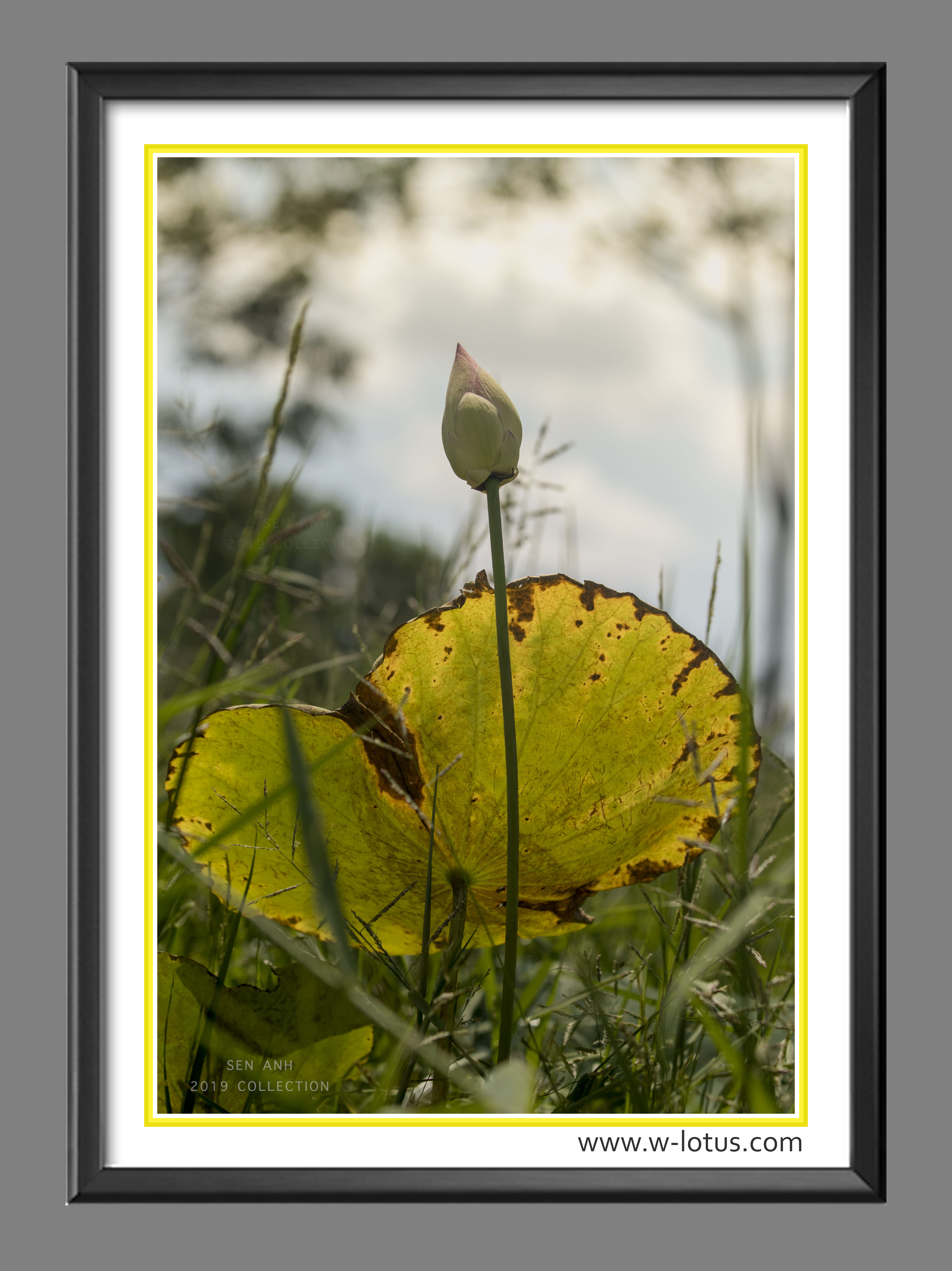 Tranh canvas hoa Sen treo phòng khách ST-00267