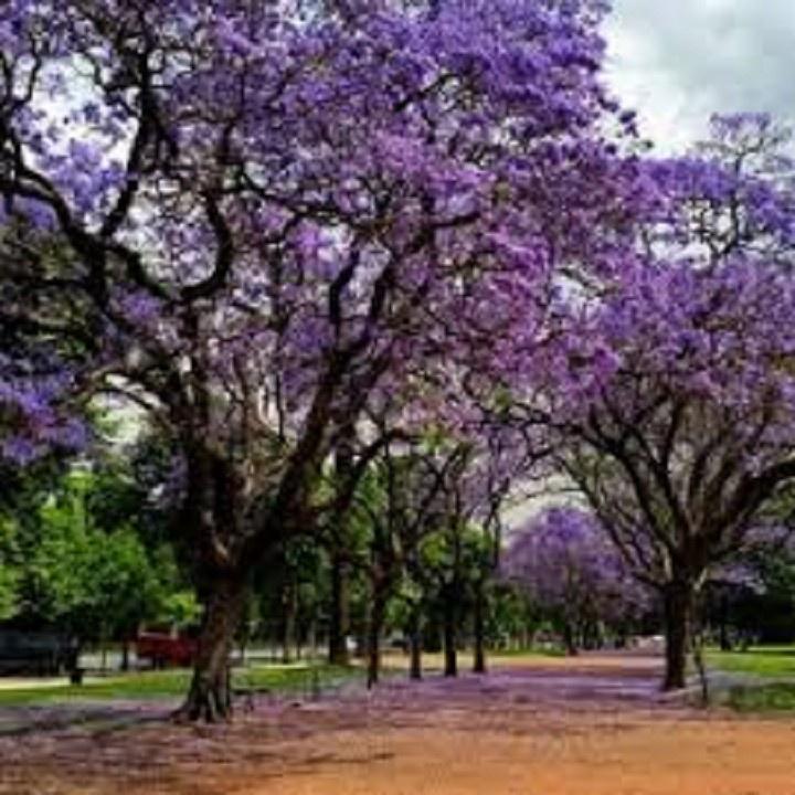 CÂY PHONG LINH TÍM GIỐNG