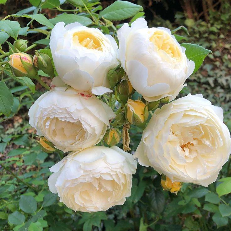 Hoa hồng ngoại Claire Austin Rose 2021 cực Hot