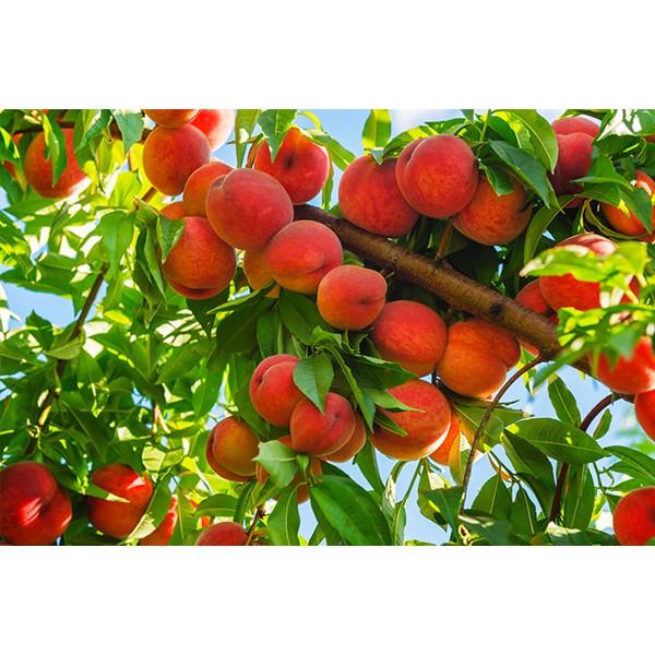 Cây giống ĐÀO TIÊN NHẬT BẢN - cây giống F1