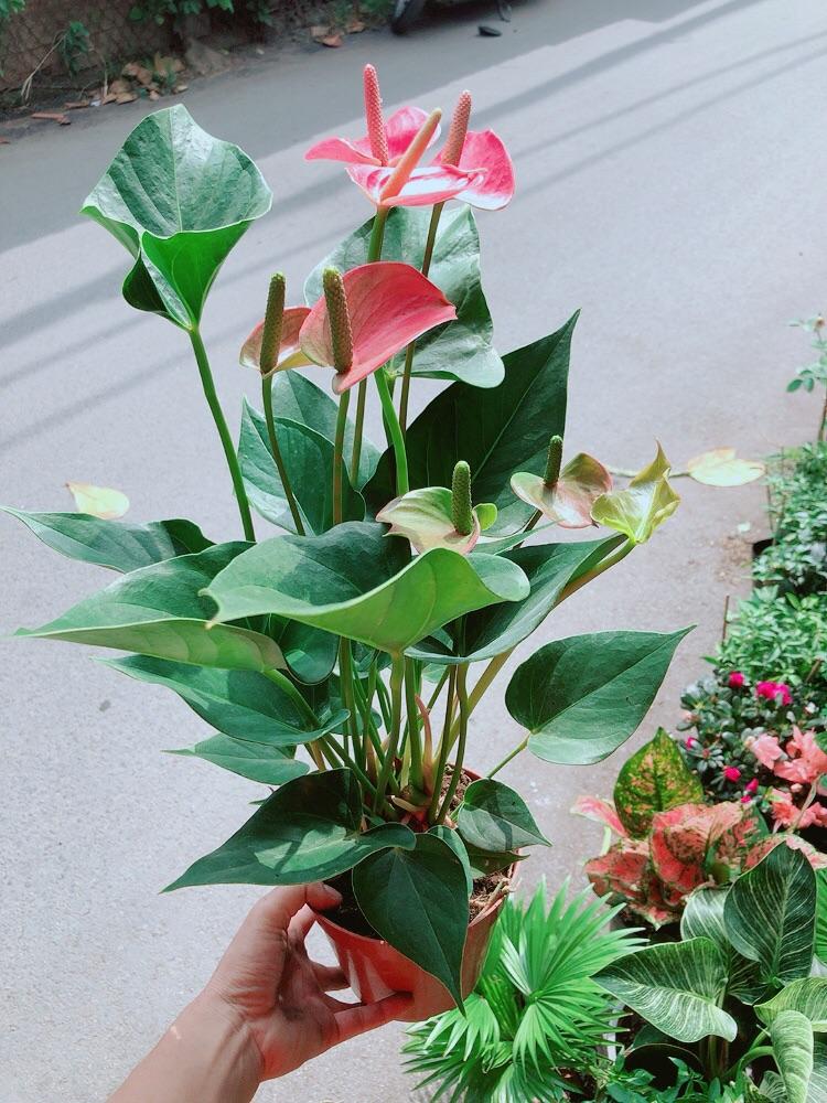 Hồng Môn Hồng