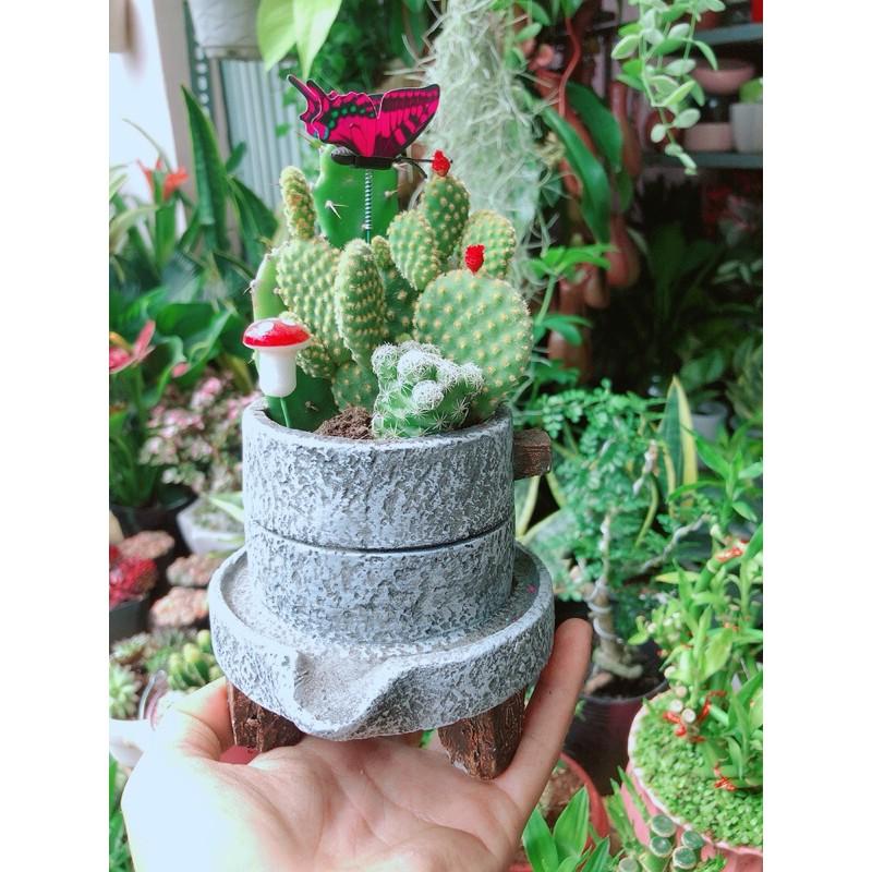 Chậu Xương Rồng Tiểu Cảnh