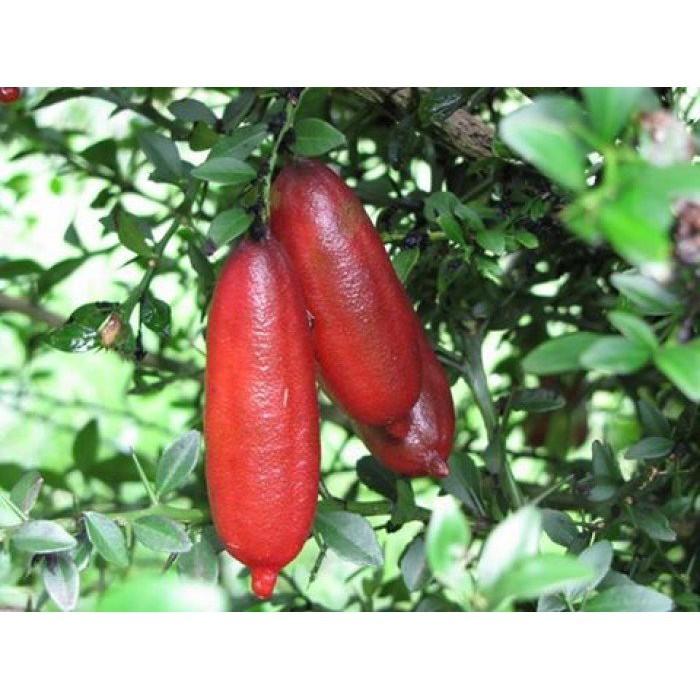 Cây CHANH NGÓN TAY THÁI LAN - cây to khỏe bầu lớn, năng suất cao, siêu sai quả