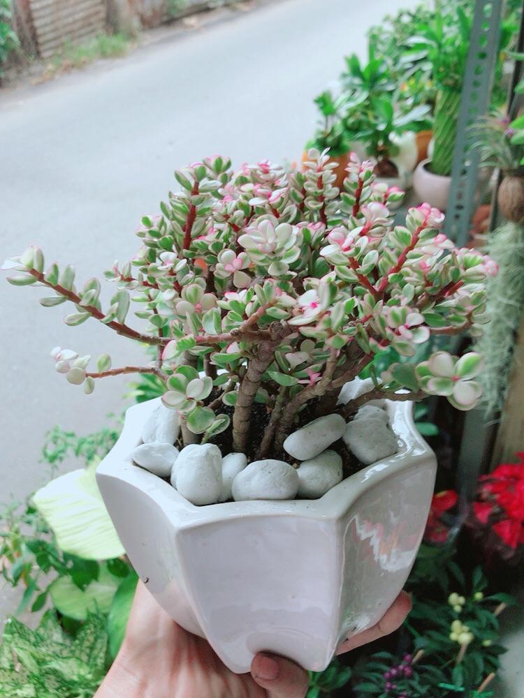 Chậu Cây Cành Vàng Lá Ngọc