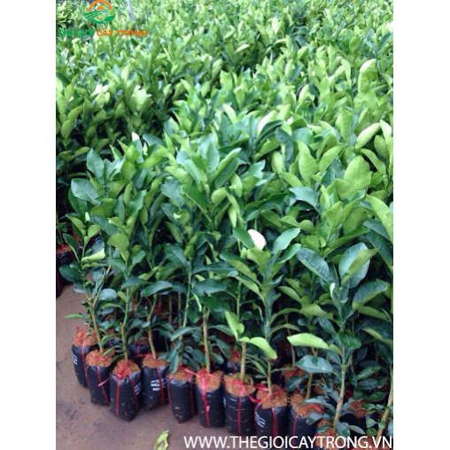 Cây giống BƯỞI DA XANH MIỀN NAM - HÀNG CHUẨN F1