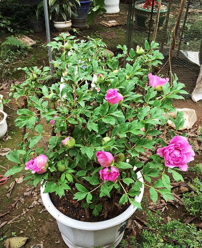 Hạt Giống Hoa Mẫu Đơn kép Mix 2 màu