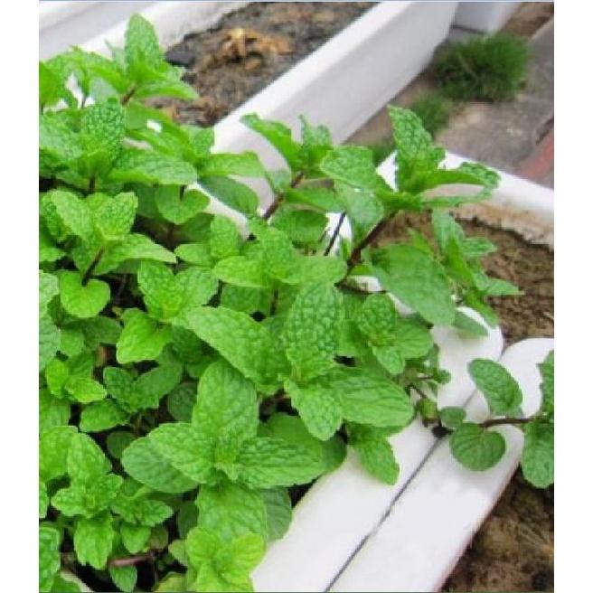 Hạt giống rau húng lũi KNS3219 - Gói 0.1Gram