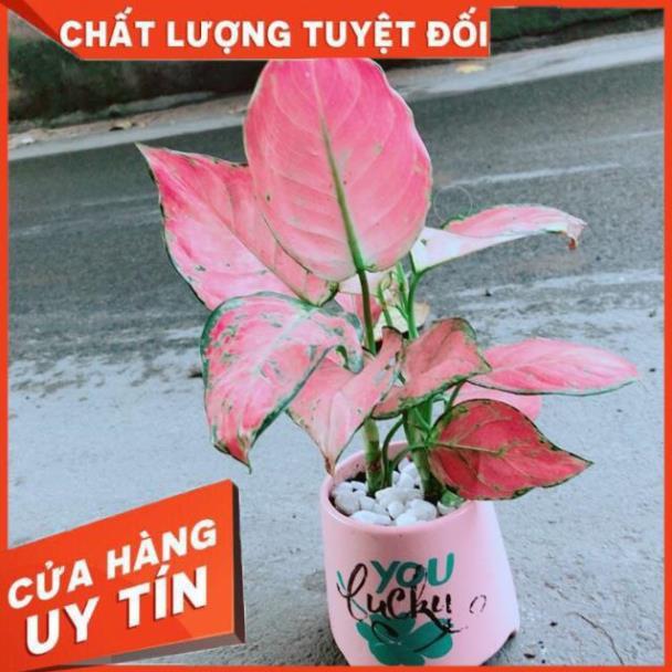 Chậu Vạn Lộc Hồng