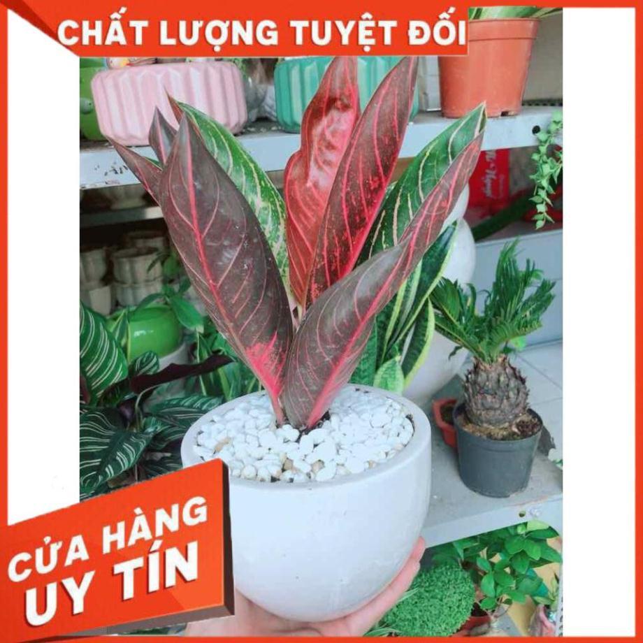 Chậu cây bao thanh thiên Nhiều Người Mua