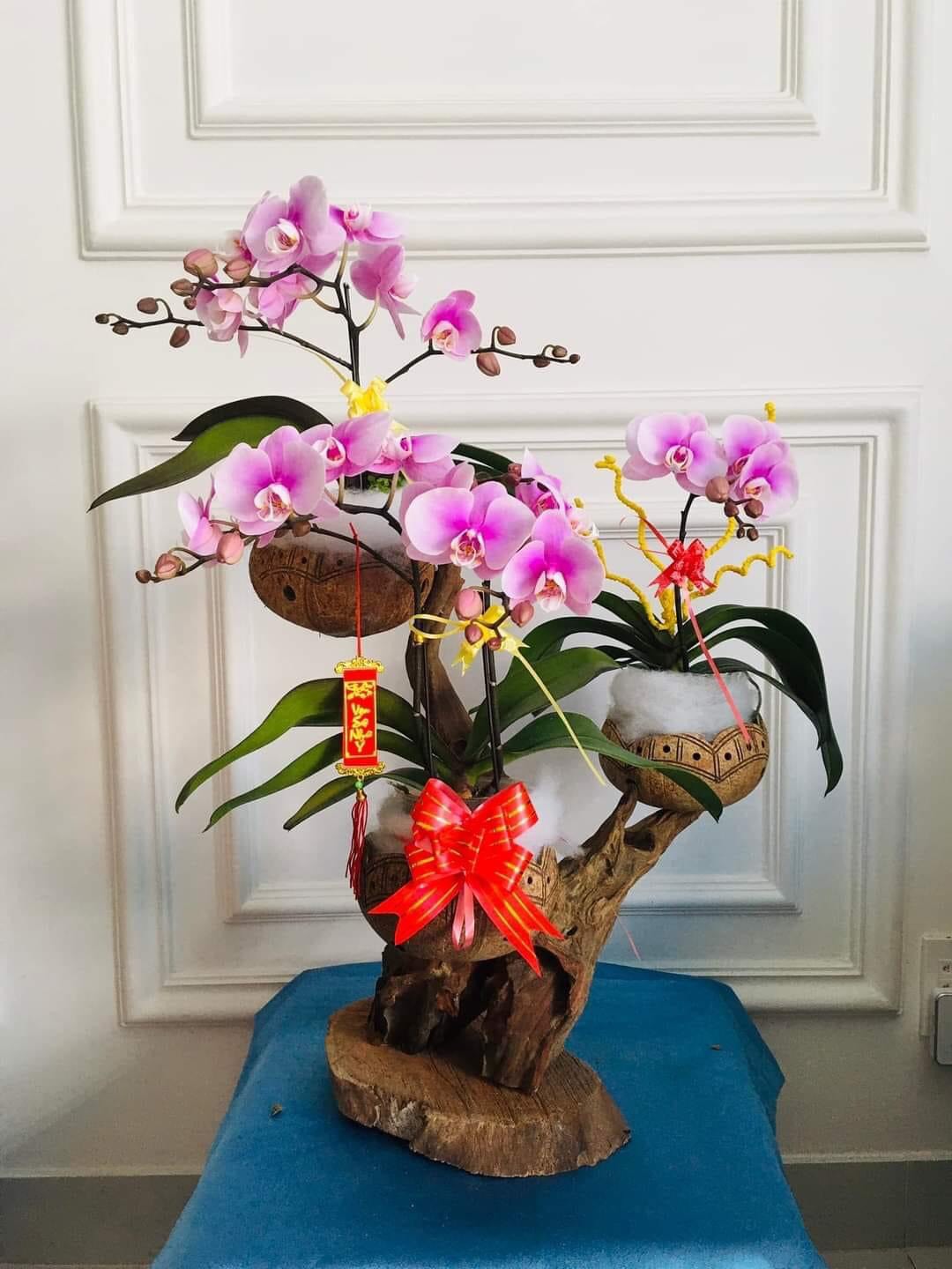Combo 10 gáo dừa trồng lan, sen đá, tiểu cảnh...Hàng chuẩn đẹp, gáo to tròn đều , hoa văn ngẫu nhiên
