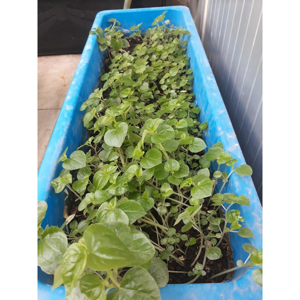 Hạt giống Rau Càng Cua, đóng gói 0.5gr