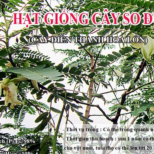 Hạt Giống Cây So Đũa – Cây Điền Thanh Hoa Lớn - Giống Cỏ Chăn Nuôi - Hạt Giống Cỏ Chăn Nuôi động vật