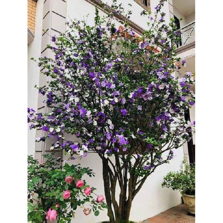 CÂY GIỐNG BẦU LỚN HOA NHÀI NHẬT TÍM ĐỔI MÀU