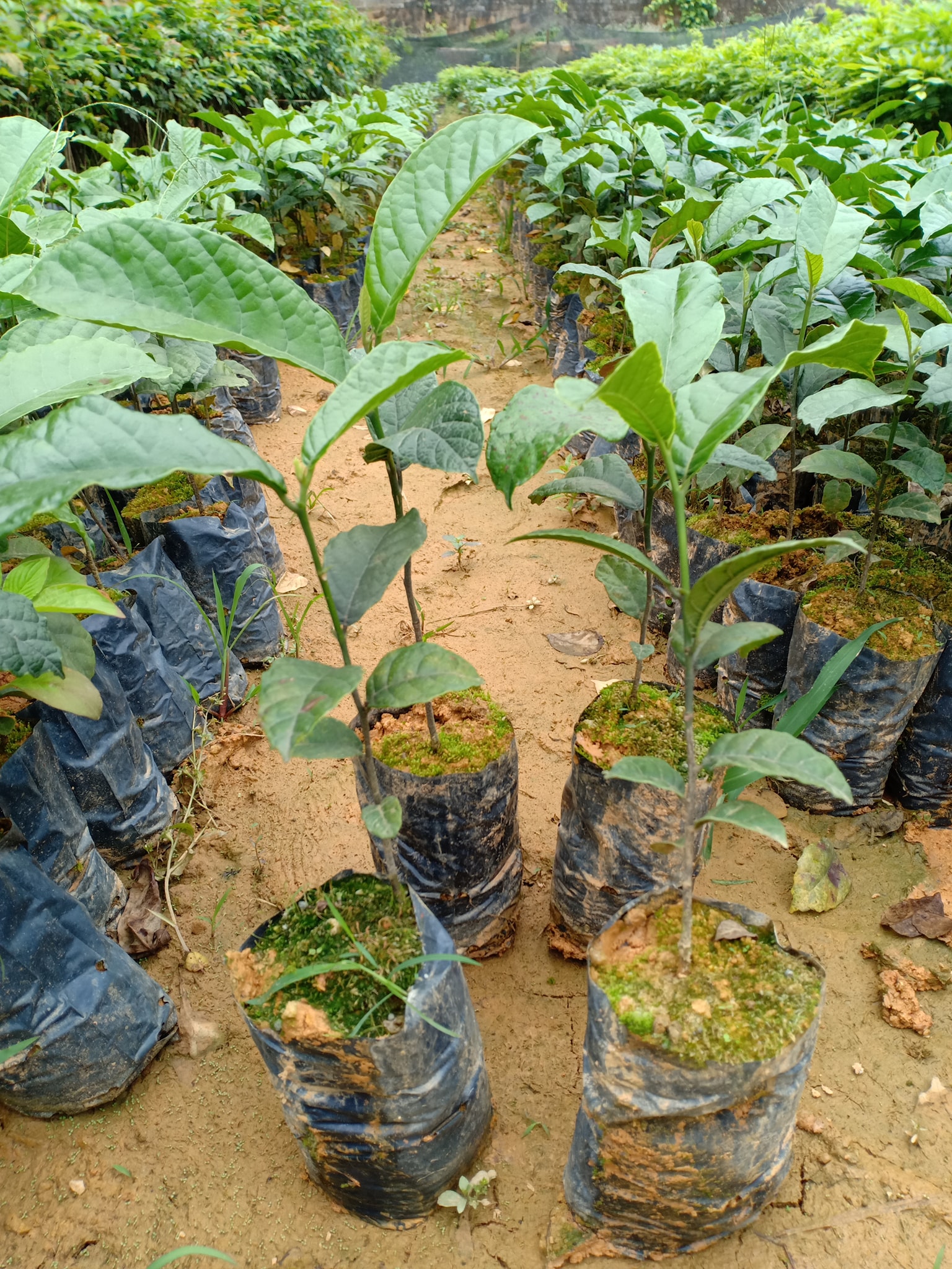 CÂY CHAY GIỐNG SIÊU QUẢ SIÊU NĂNG SUẤT