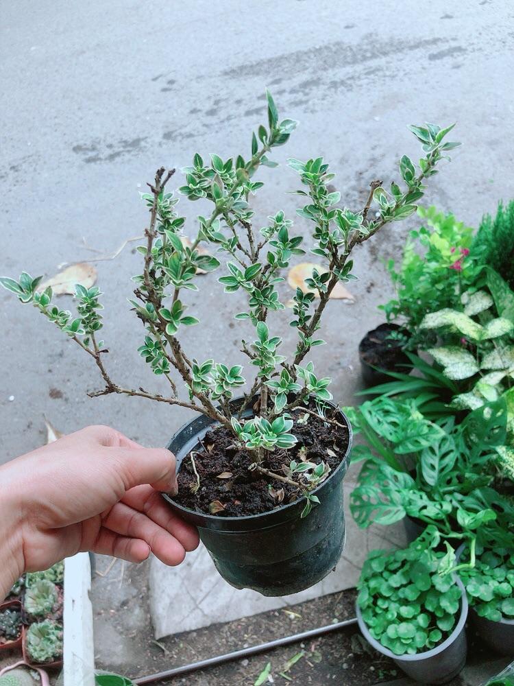 Cây Bạch Tuyết Mai