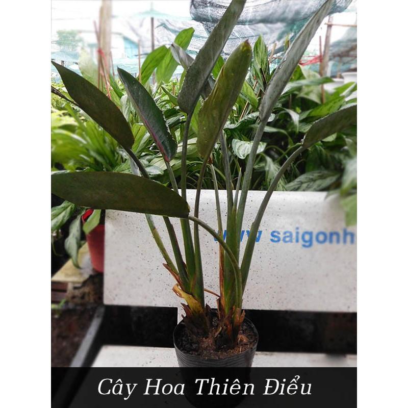 CHẬU THiÊN ĐIỂU SIÊU ĐẸP MANG NHIỀU Ý NGHĨA ĐẸP