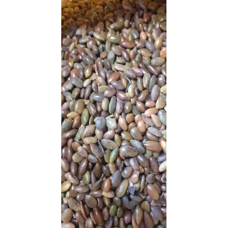 500 gram hạt giống bồ kết