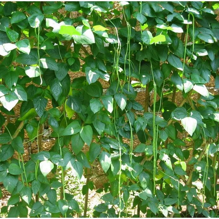 Hạt giống đậu đũa xanh