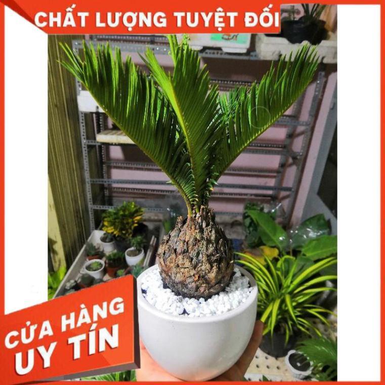 Chậu cây vạn tuế Nhiều Người Mua