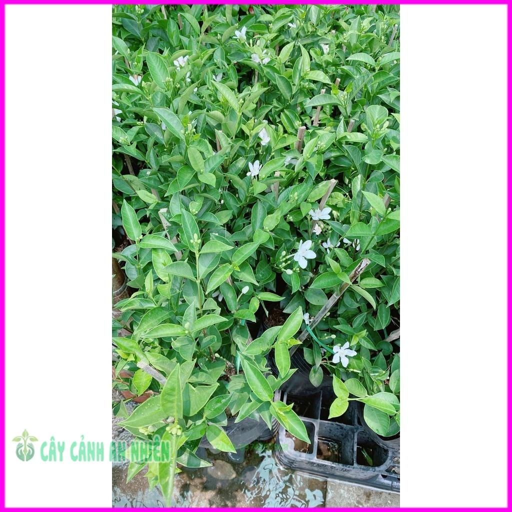 Hoa Chỉ Thiên Hàng Đẹp