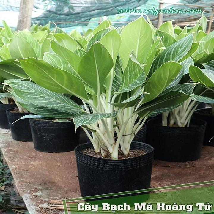 CÂY BẠCH MÃ HOÀNG TỬ, CÂY PHONG THỦY