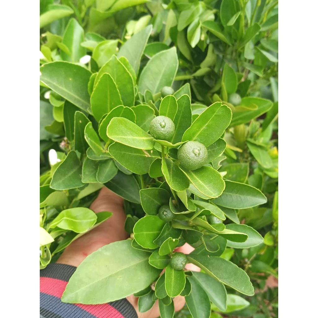Cây Tắc Cho Sai Quả