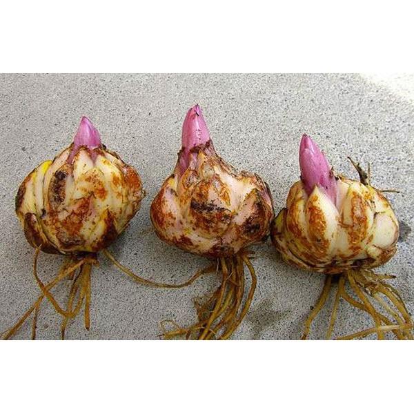 Sản phẩm CỦ HOA LY LÙN