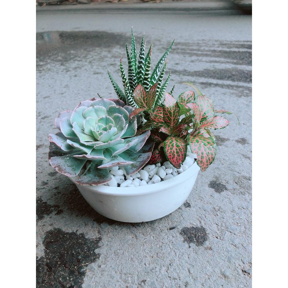 Chậu Sen Đá+Móng Rồng+ Cây Cẩm Nhung