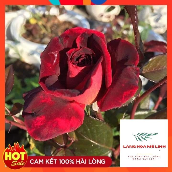 Hoa Hồng Thân gỗ DARK Night Rose - Đẹp, độc, lạ Màu đỏ thẫm, phần cuối màu đen -đỏ - thơm dịu nhẹ