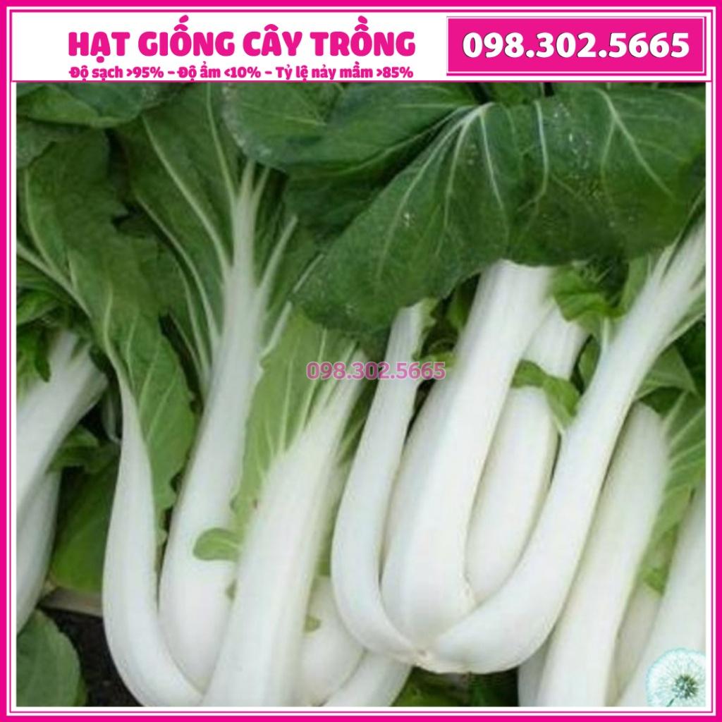 Hạt giống rau cải thìa trắng cao sản - gói 10g - giống tuyển chọn dễ trồng năng suất cao