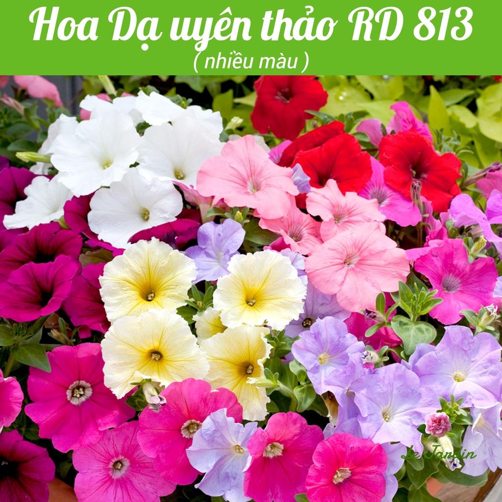 Hạt giống hoa Dạ Uyên Thảo nhiều màu Rado 813