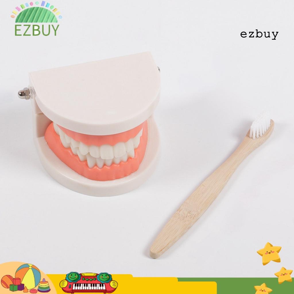 EY-1 Set Tooth Model Sturdy Structure High Simulated Reusable Dental Teaching Tooth Toothbrush Model for Child