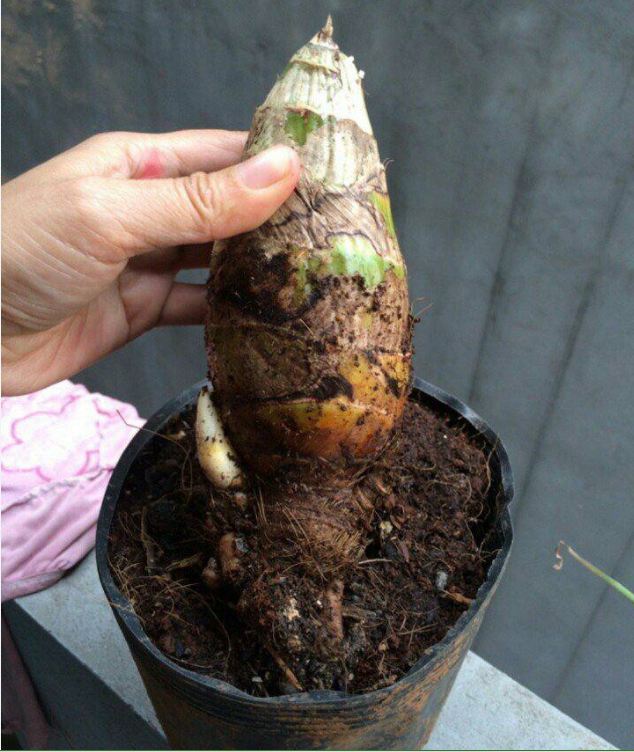 Combo 2 Củ  hoa địa lan santo hoa màu cam