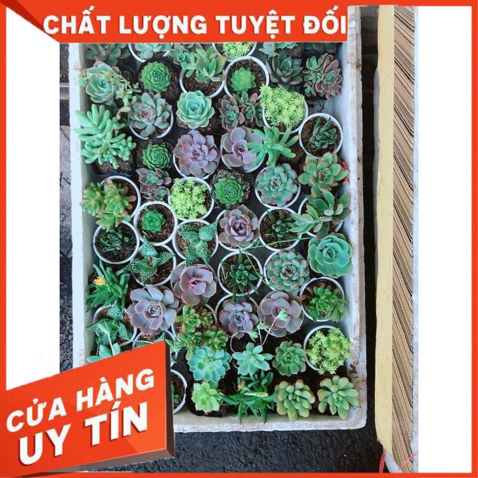Combo 10 cây sen đá Nhiều Người Mua