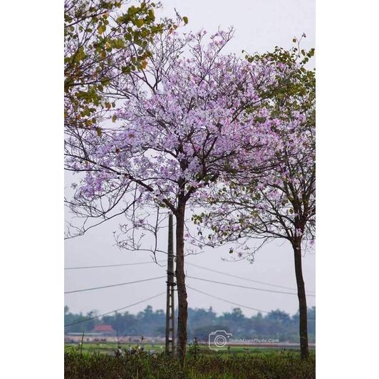 Cây giống hoa ban tây bắc. cây giống cao 20.25cm