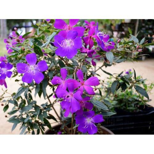 Chậu giống hoa sim thái