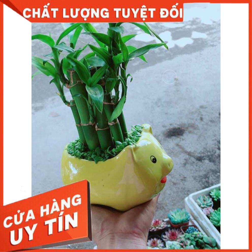 Chậu Phát Tài Nhiều Người Mua