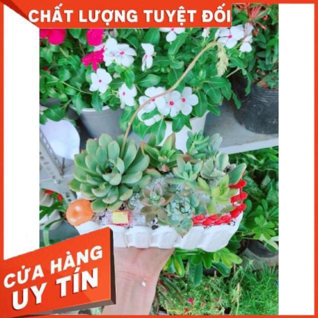 Chậu sen đá mix tiểu cảnh