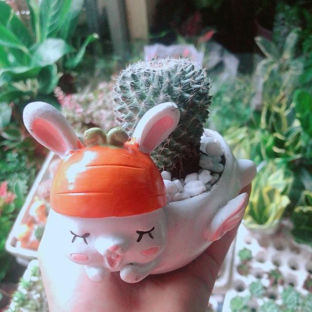 Chậu Cây Xương Rồng