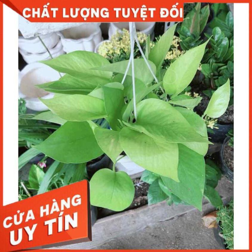 Chậu Trầu Bà Thái Vàng Nhiều Người Mua