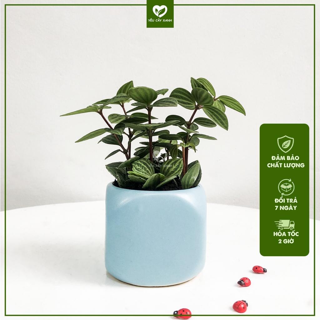 Cây Bình An  Peperomia Puteolata loại cây mang lại bình an và may mắn