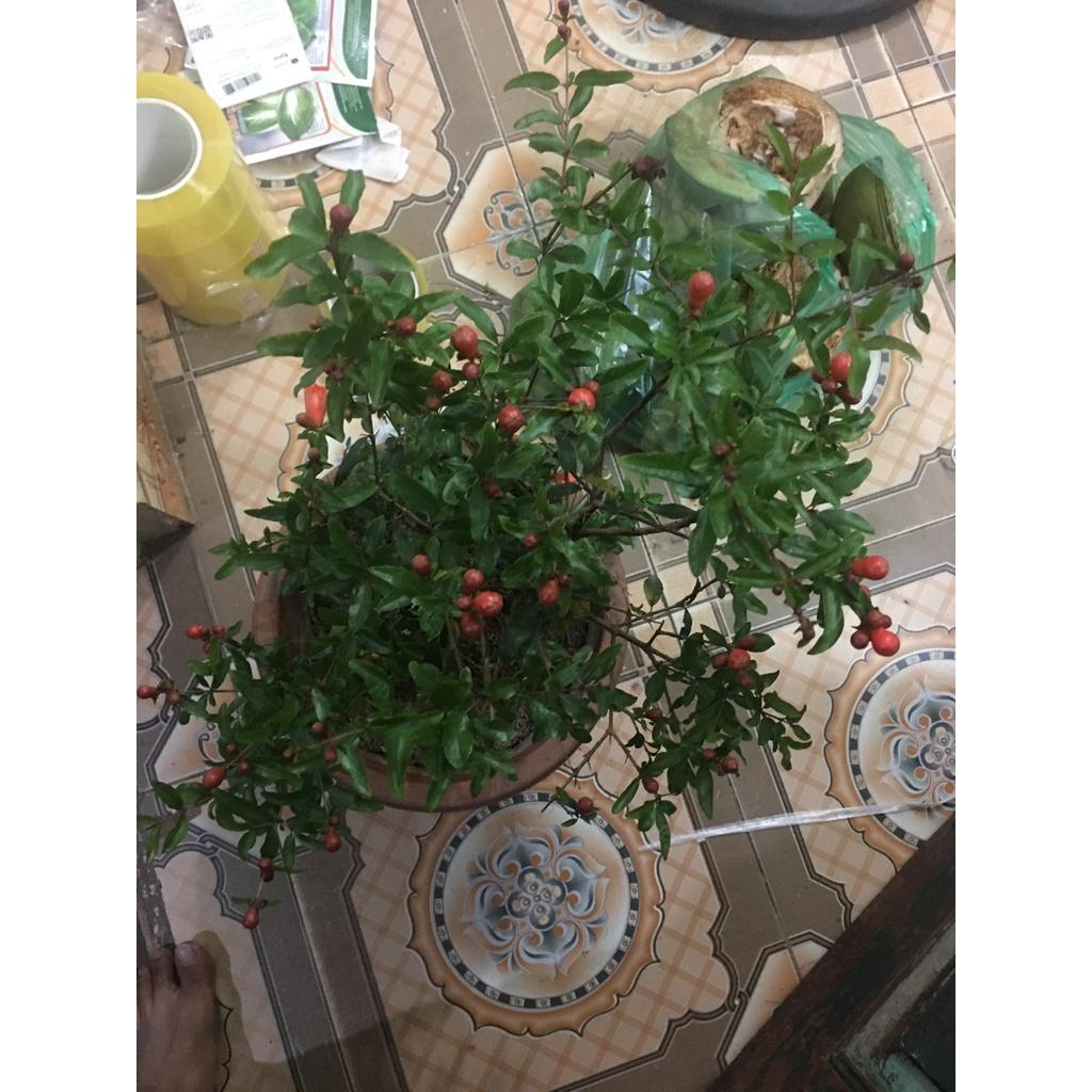 Cây Lựu Đỏ Cảnh Đang Có Hoa