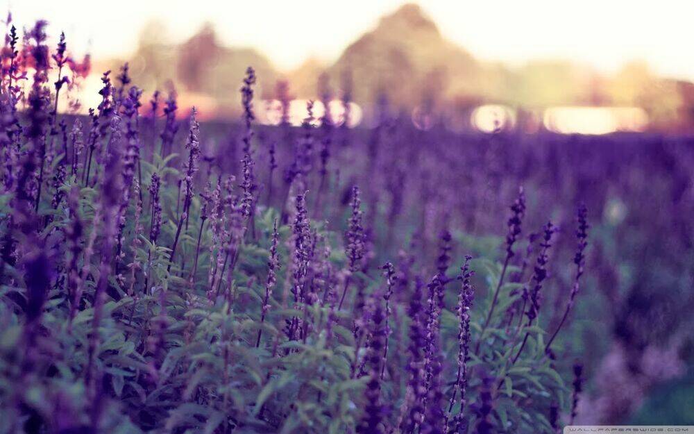 versailles no bara chapter 5 41