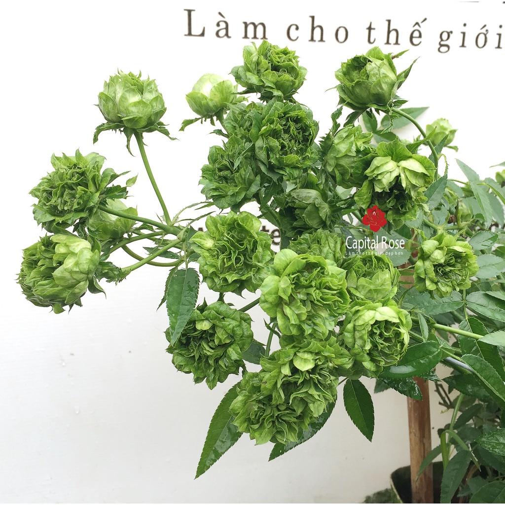 Chậu hoa hồng xanh chậu to đang nụ hoa- bầu cây to trưởng thành