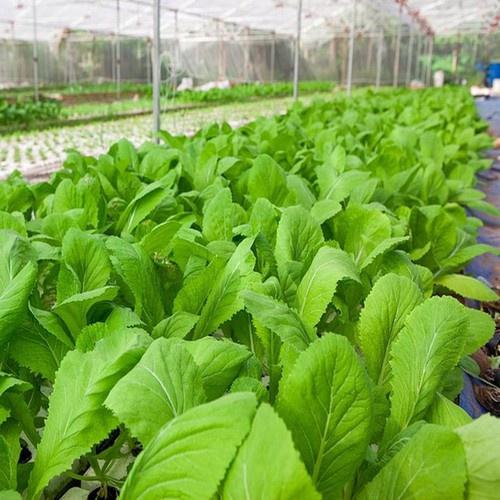 Combo 6 gói hạt giống rau cải mơ lùn-gói 10gram - tặng 1 phân bón lót